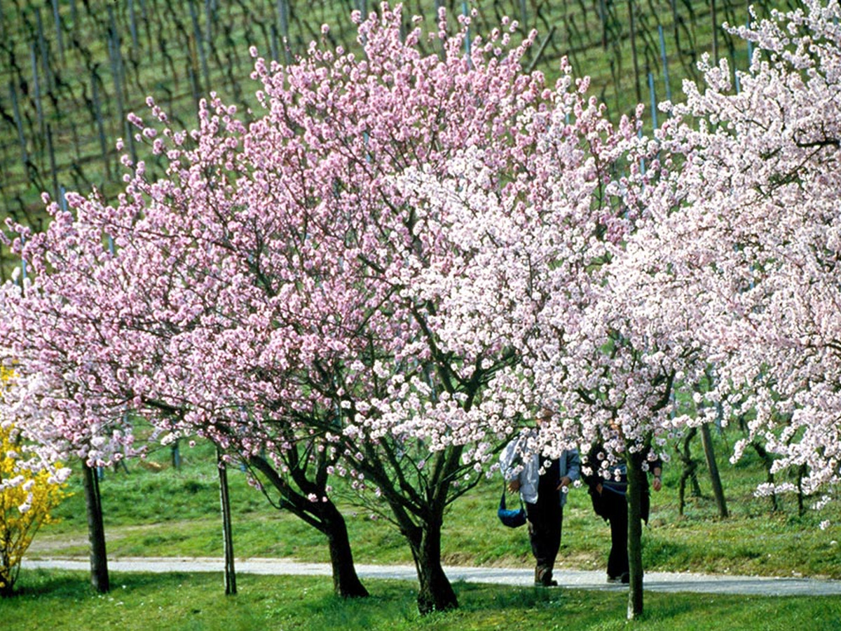 Rosa und weiß blühende Mandelbäume entlang eines Weges in der Pfalz, mit Weinbergen im Hintergrund.