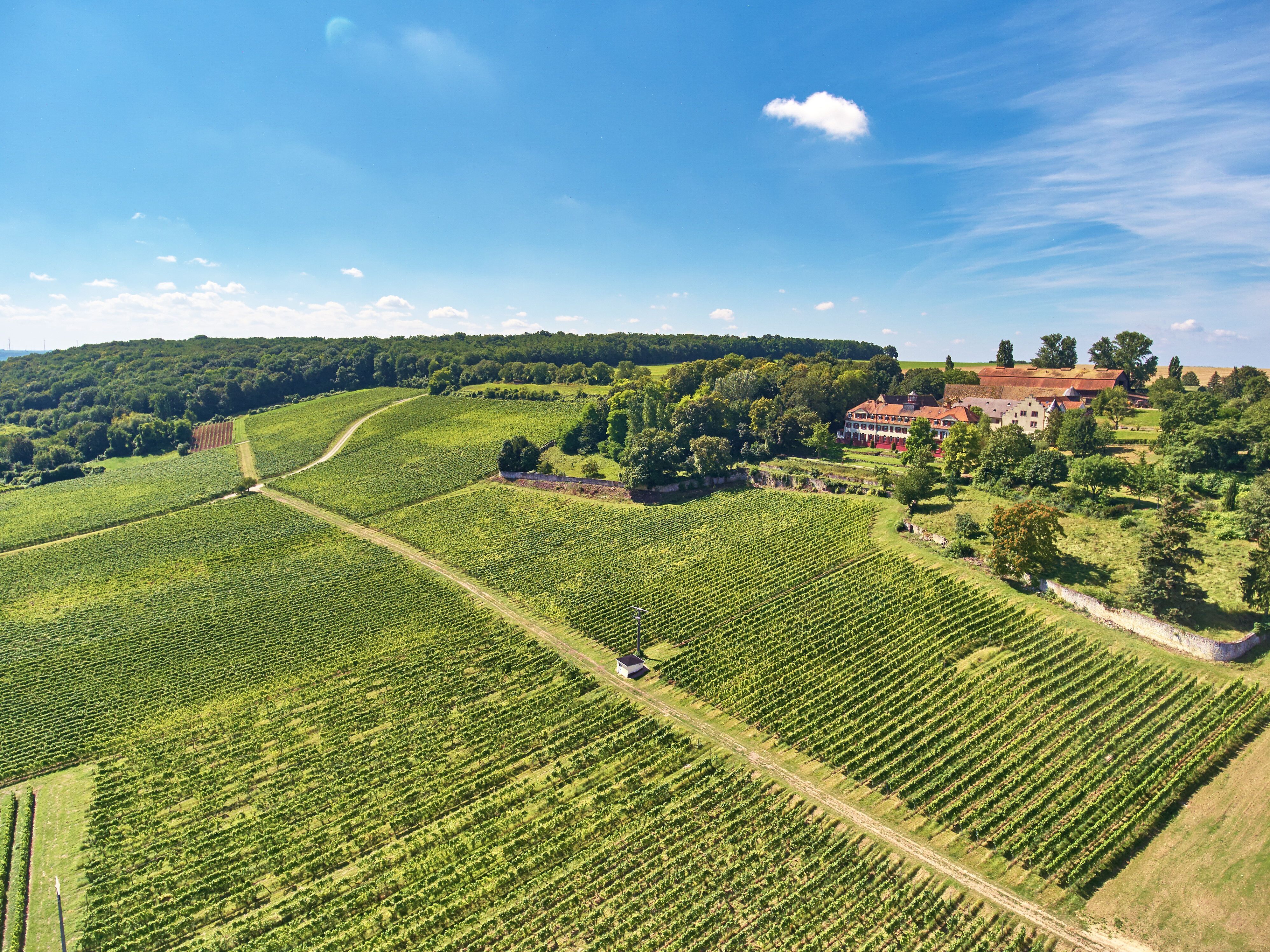 Weinwanderung rund um Schloss Westerhaus